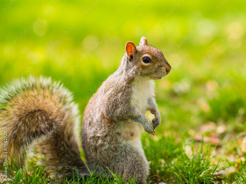 Montreal, Canada - July 24 2016: A squirrel with nuts in hand standing under the tree about to eat Montreal, Canada - July 24 2016: A squirrel with nuts in hand standing under the tree about to eat