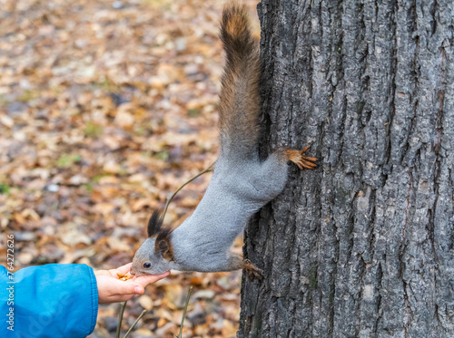 A squirrel in the autumn eats nuts from a human hand. Eurasian red squirrel  Sciurus vulgaris