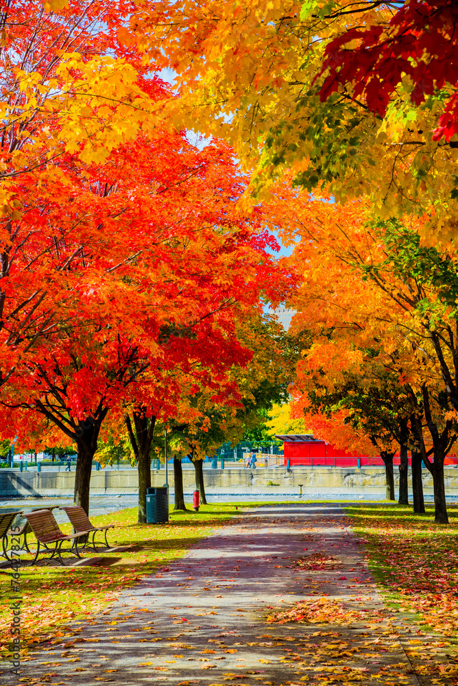 Naklejka premium Red leaves in fall season on Mount Royal in Montreal