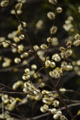 Blooming willow branches in the sun's rays