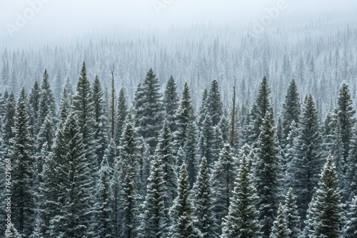 A breathtaking view of a forest covered in snow, where numerous trees stand tall and majestic amidst the wintry landscape, A dense pine forest covered in snow, AI Generated