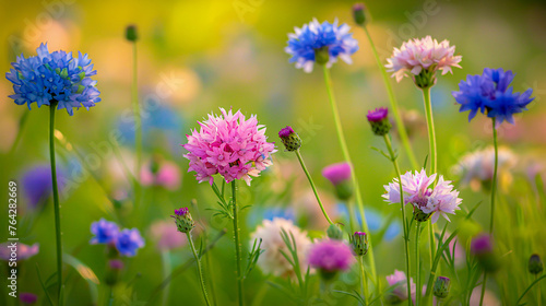 Field of blooming flowers, vibrant summer colors, nature close-up, wild beauty