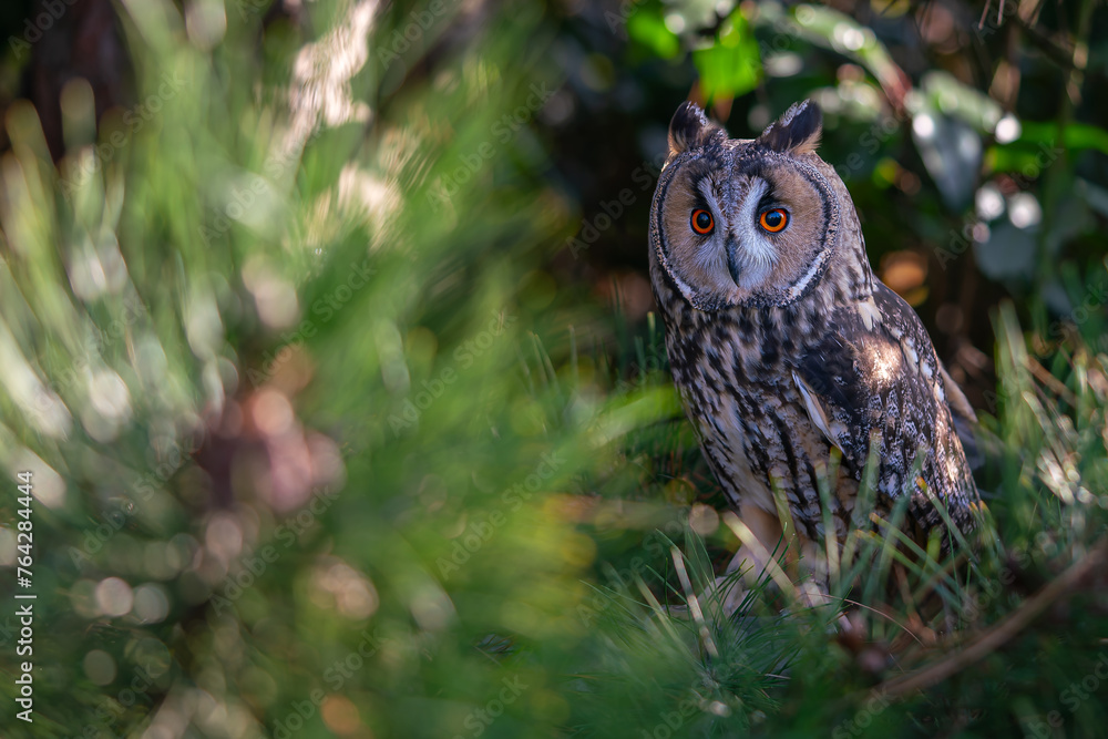 Obraz premium Long ear owl in a fir tree on a branch in high resolution photos