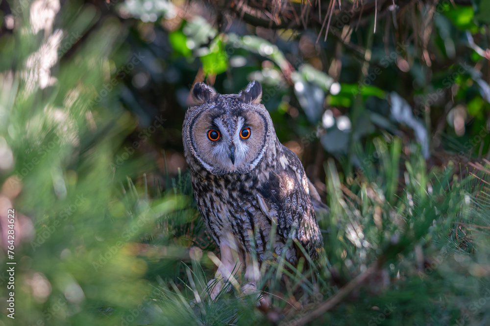 Obraz premium Long ear owl in a fir tree on a branch in high resolution photos