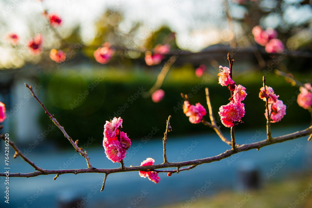 Kyoto, Japan - April 11 2016: Sakura flowers bloom in the Kyoto Royal Palace Kyoto, Japan - April 11 2016: Sakura flowers bloom in the Kyoto Royal Palace