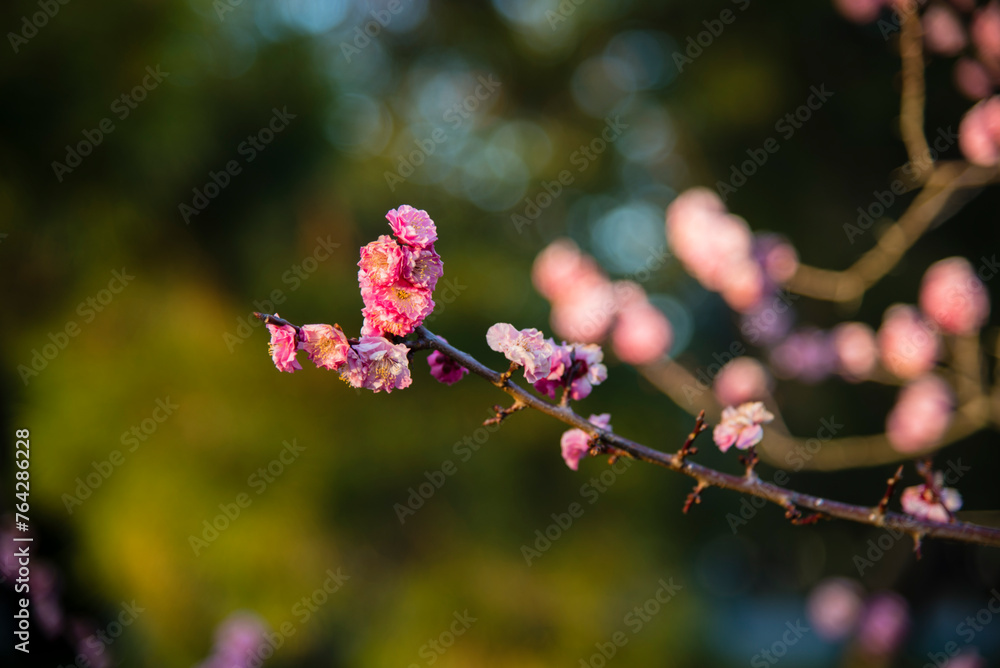 Kyoto, Japan - April 11 2016: Sakura flowers bloom in the Kyoto Royal Palace Kyoto, Japan - April 11 2016: Sakura flowers bloom in the Kyoto Royal Palace