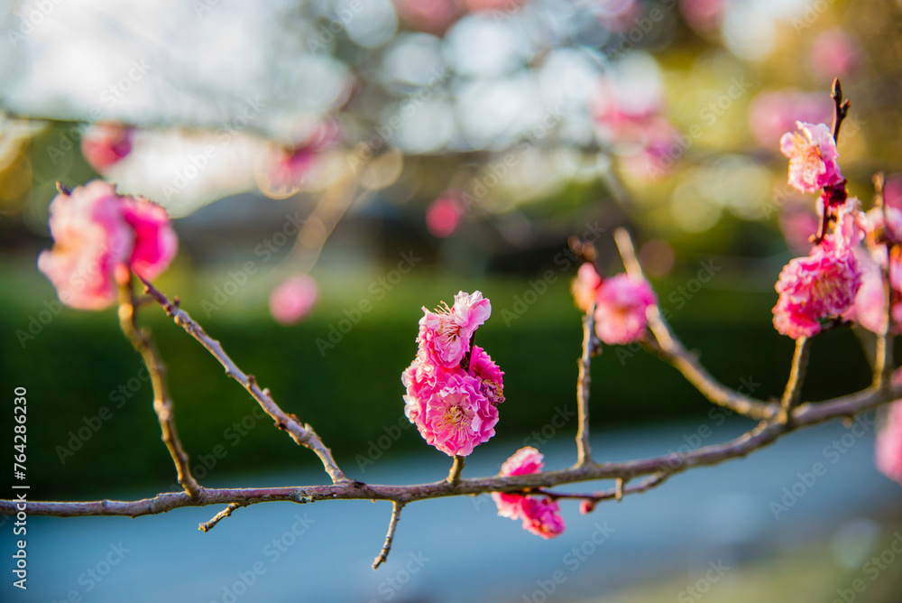 Kyoto, Japan - April 11 2016: Sakura flowers bloom in the Kyoto Royal Palace Kyoto, Japan - April 11 2016: Sakura flowers bloom in the Kyoto Royal Palace