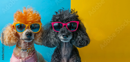 Two poodles wearing sunglasses and pink and blue hair. Scene is playful and fun. Two lovely poodles wearing sunglasses with vibrant colored frames and colorful hair  adorned with vintage accessories