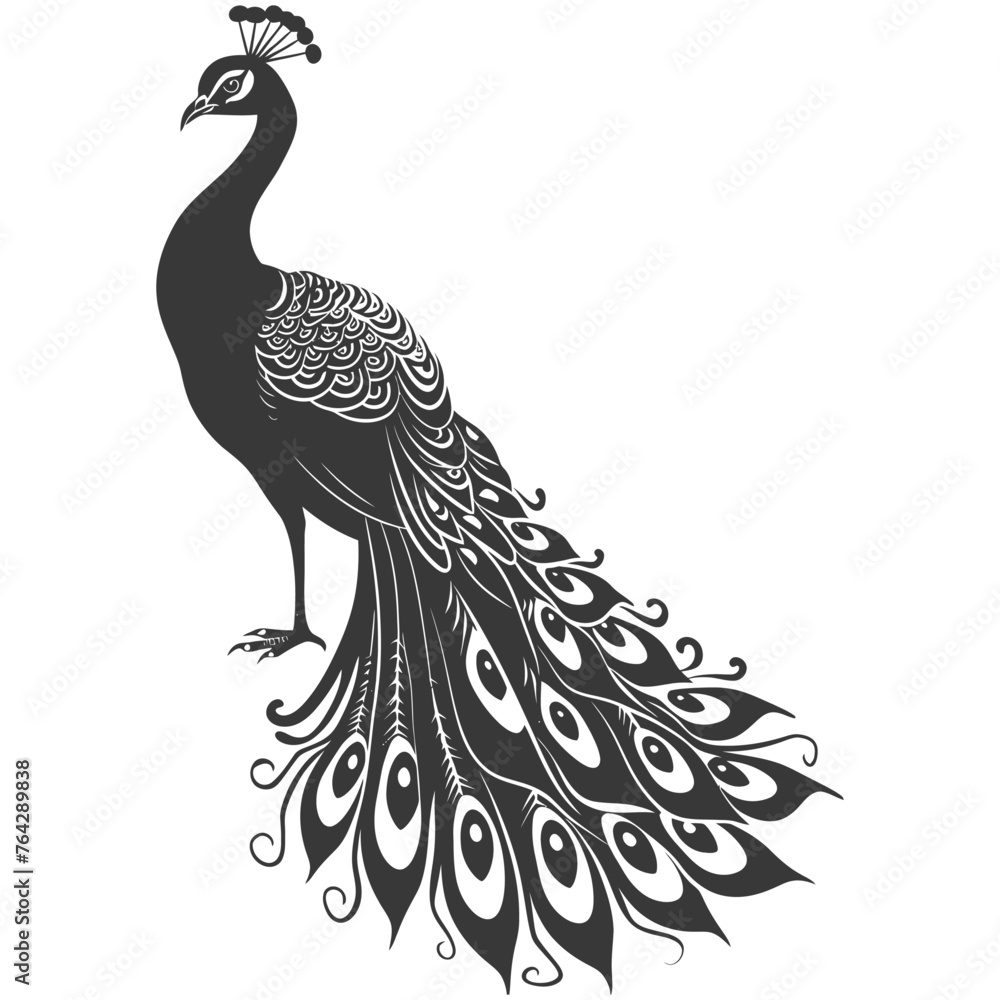Fototapeta premium Silhouette Peafowl Birds Animal black color only