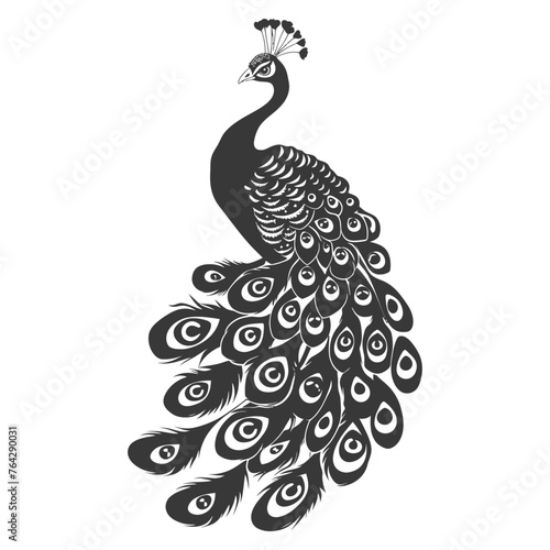 Silhouette Peafowl Birds Animal raise feather tail black color only