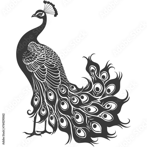 Silhouette Peafowl Birds Animal raise feather tail black color only
