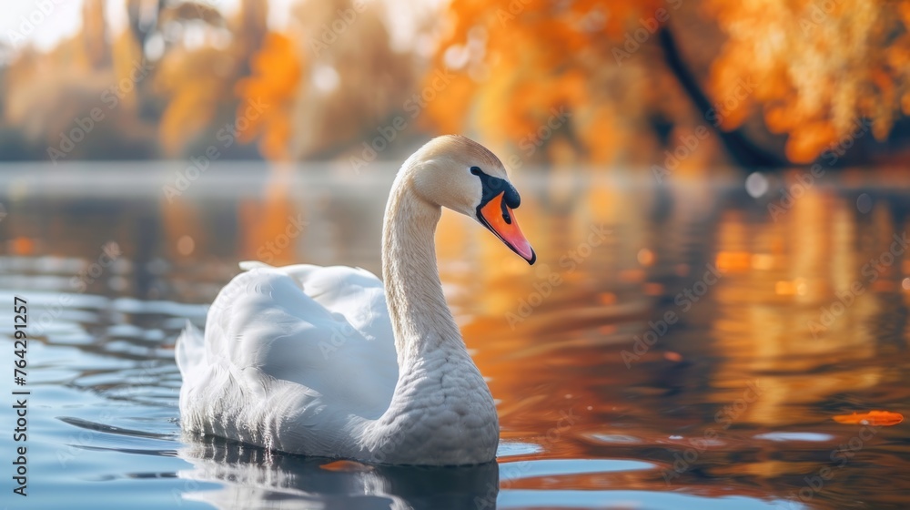 Fototapeta premium Serene swan gliding on the water