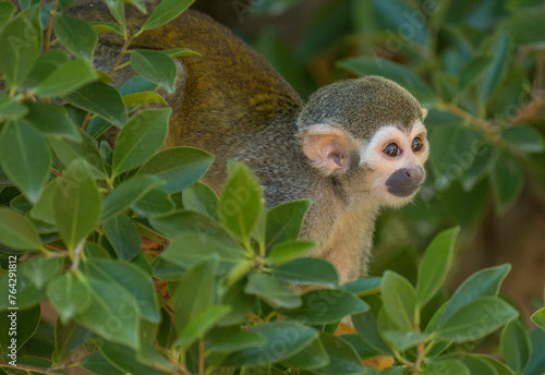 This image shows a side view of a squirrel monkey hiding in the treetops, alert and looking at it's surroundings.  photo