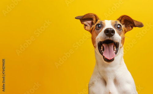 Surprised shocked dog with open mouth and big eyes isolated on flat solid background © Curioso.Photography