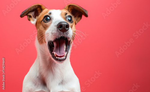 Surprised shocked dog with open mouth and big eyes isolated on flat solid background