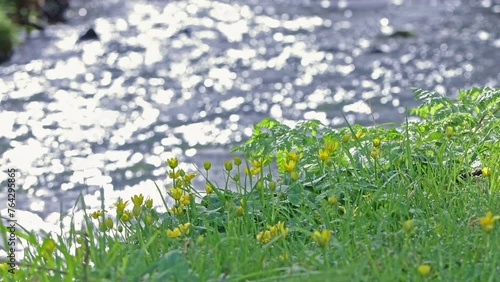 yellow spring wild flowers at the side of a flowing river