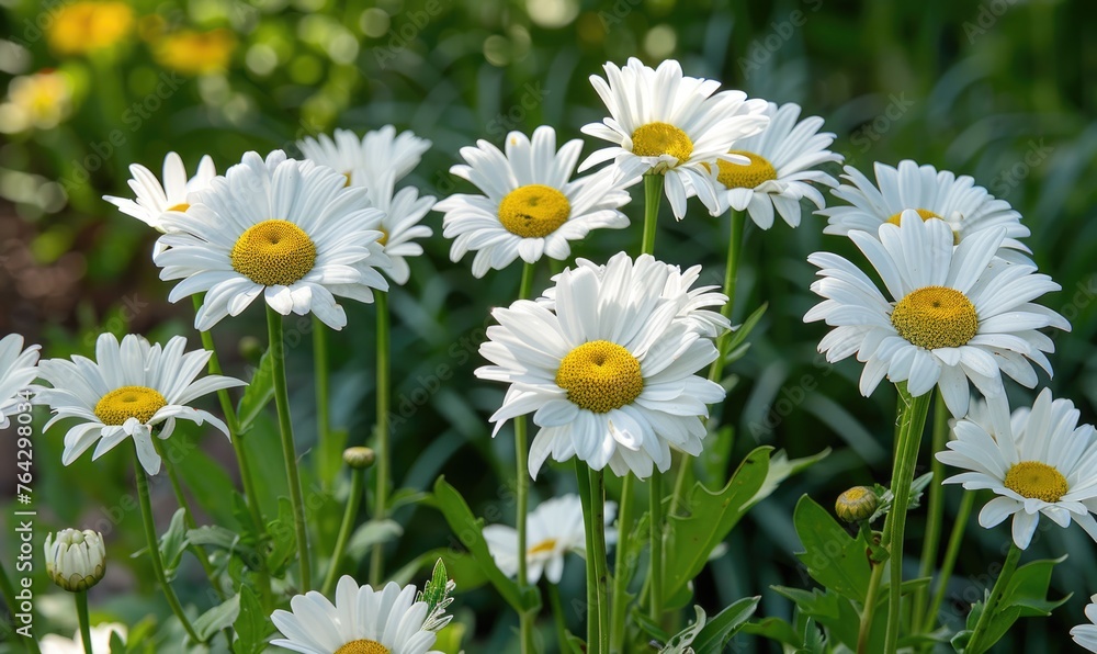 Daisies blooming in a garden, spring background Daisies blooming in a garden, spring background