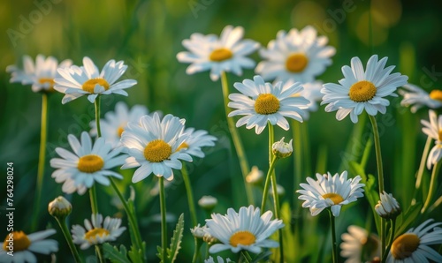 Daisies blooming in a garden, spring background