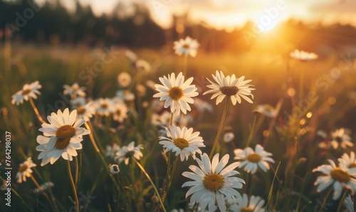 Daisies in a field at sunset, fields and meadows, spring nature background