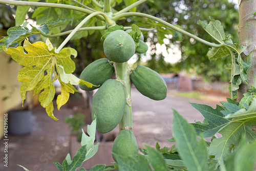 papaya tree with fruits photo