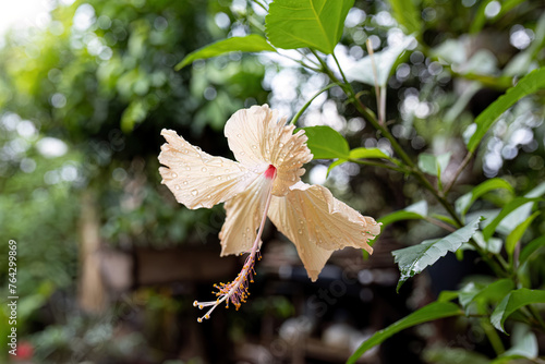 Yellow Hibiscus Flower photo