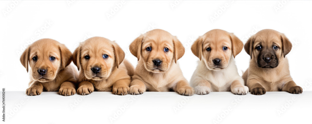 Puppies with blank signs hiding their faces on white background.