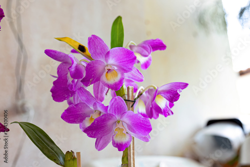 Orchid Flowering Plant photo