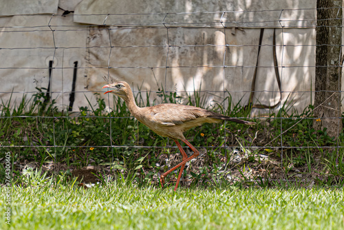 Red Legged Seriema Animal photo