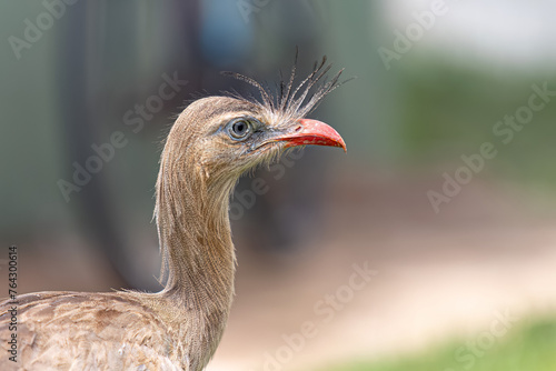 Red Legged Seriema Animal photo