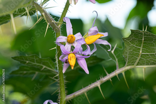 Foto Small Nightshade Plant