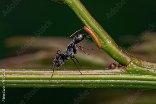 Carpenter Ant eating on the extrafloral nectary photo