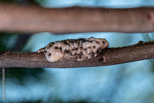 White Tortoise Scales photo