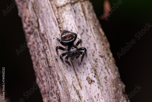 Small jumping spider