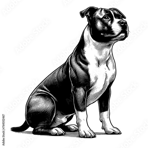 Full-body American Staffordshire sitting. Hand Drawn Pen and Ink. Vector Isolated in White. Engraving vintage style illustration for print, tattoo, t-shirt