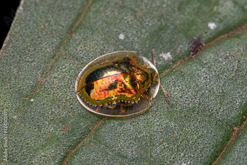 Adult Yellow Tortoise Beetle