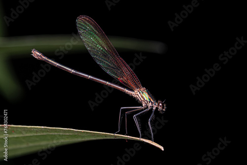 Adult Rubyspot Damselfly Insect photo