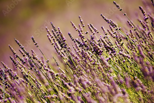 Lavender flowers.Used in phytotherapy for the numerous properties due to the presence of essential oil with active ingredients with sedative and calming action on the nervous system.
