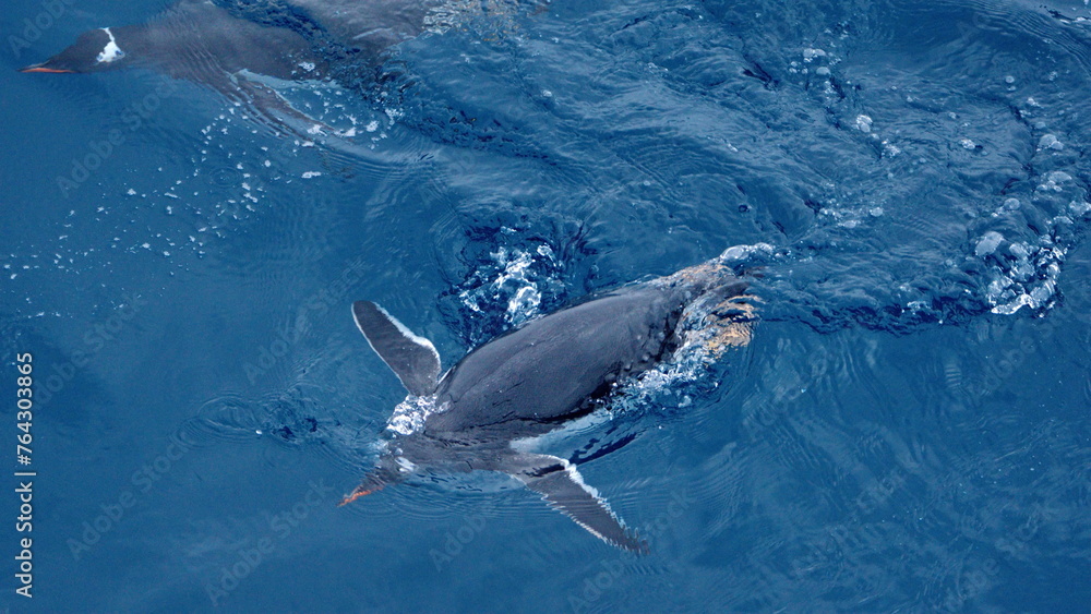 Naklejka premium Gentoo penguin (Pygoscelis papua) swimming near Elephant Island, Antarctica