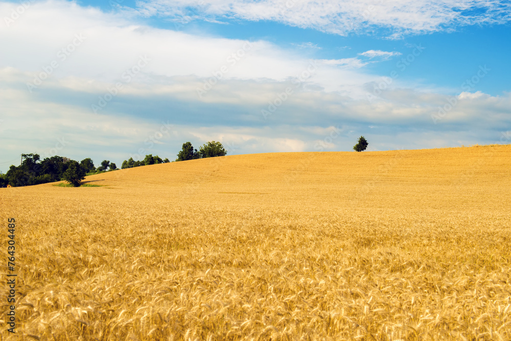 Under the blue sky, the golden wheat field with lonely tree at the top of the hill in an Italian landscape.

