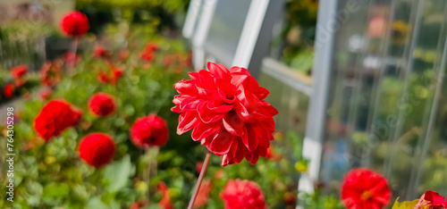 Pompon or ball Dahlias | Beautiful decorative dahlia flower with magnificent blunt petals slightly rounded at their tips photo