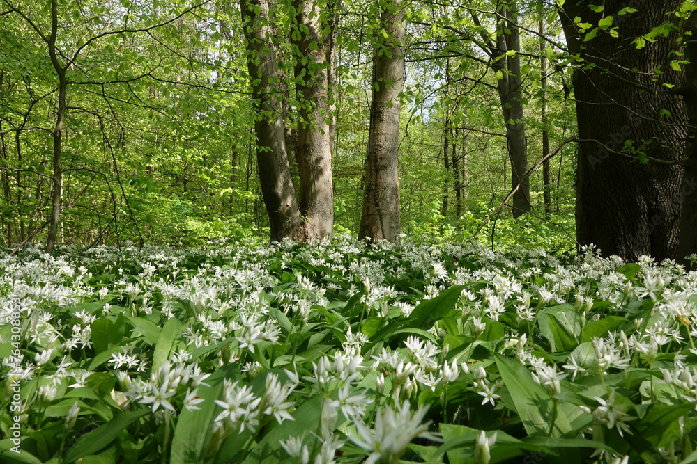 Fototapeta premium Baerlauch in einem Wald