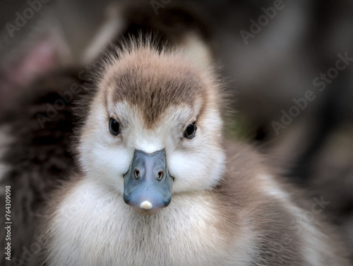 Portrait of a cute fledgling of an egyptian goose
