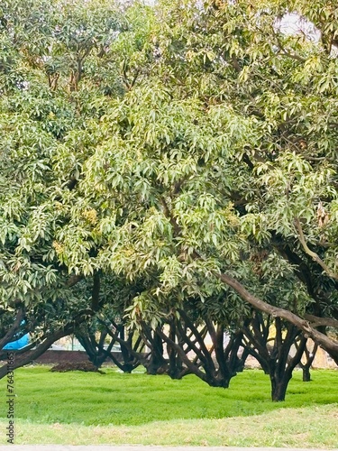 TREES