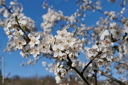 Spring flowers of plum tree, possibly Cherry Plum, latin name Prunus Cerasifera, blossoming during late march in orchard, blue skies in background