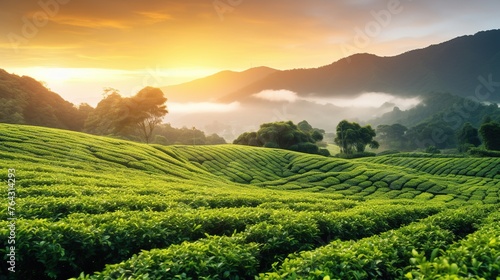 Tea forest at highland with beautiful morning sunrise. Green tea plantation landscape. photo