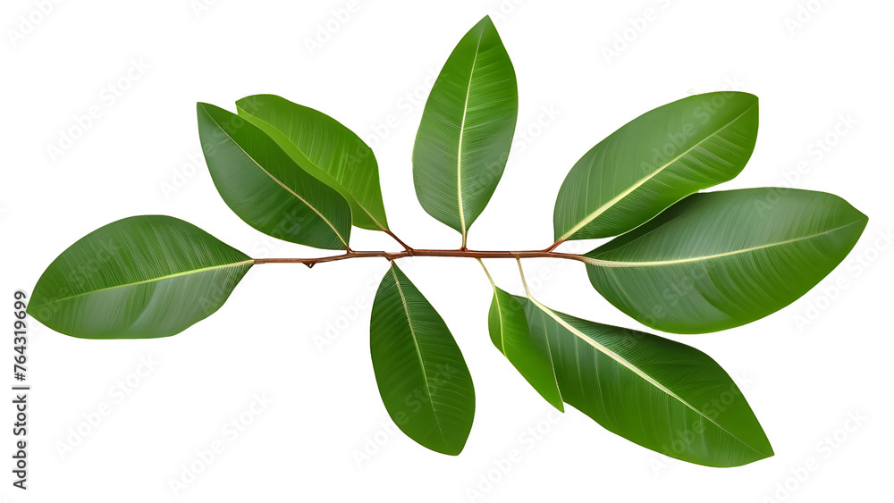 Vibrant Acacia Green Leaves with Branch Isolated on White Background, Perfect for Nature-themed Designs.