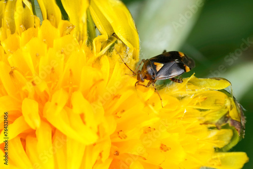 Closeup on a small common nettle capsid bug, Liocoris tripustulatus, on a yellow dandelion flower, Taraxacum officinale photo