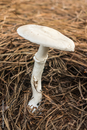 Morris' Amanita (Amanita morrisii) introduced mushroom in Sao Francisco de Paula, South of Brazil