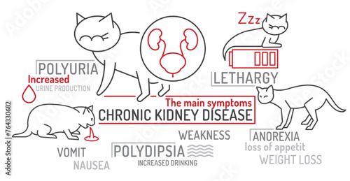 FLUTD in cats. The main symptoms. Useful infographic.