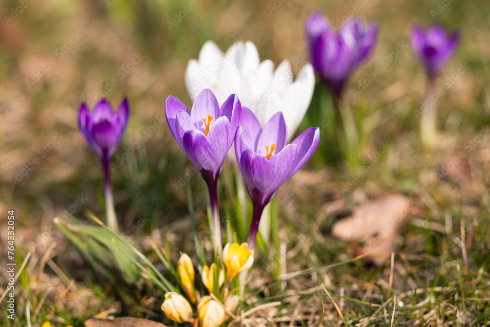Purple crocus flowers in spring Purple crocus flowers in spring